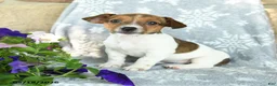 Jack Russell Terrier dogs for sale: Jenna - Ad 1