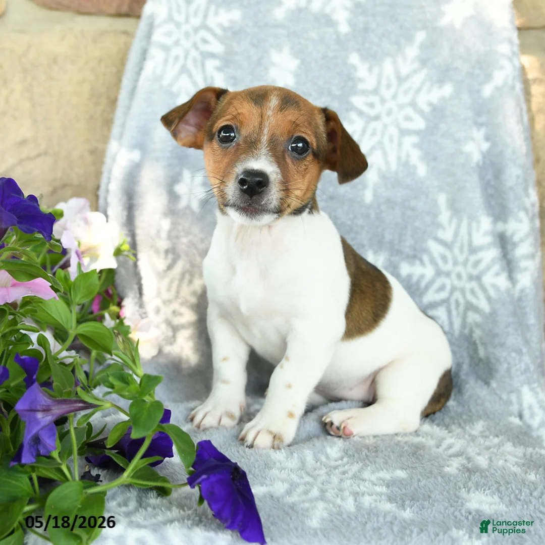 Jack Russell Terrier dogs for sale: Jenna - Ad 1