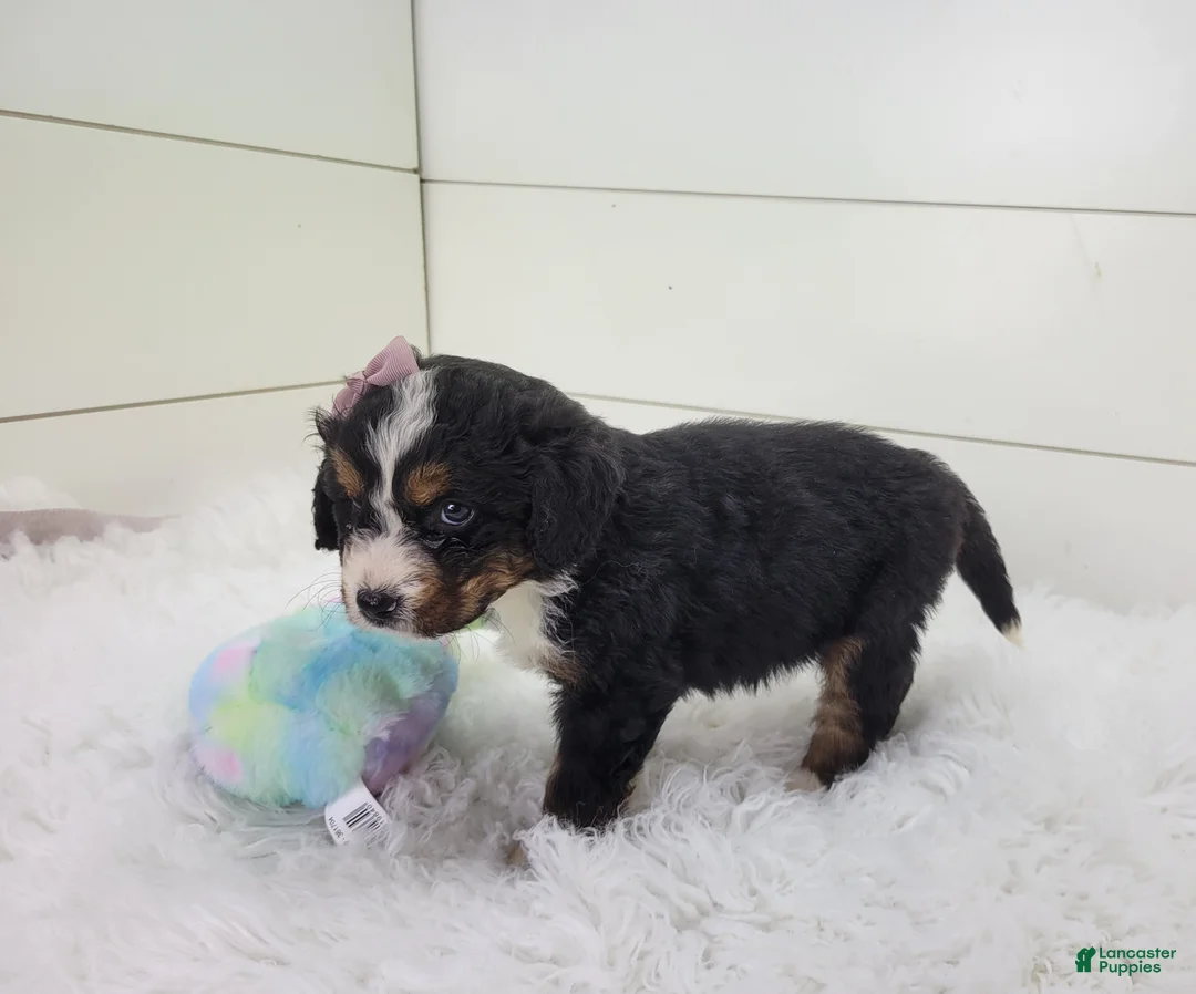 Bernedoodle dogs for sale: Bella - Ad 2