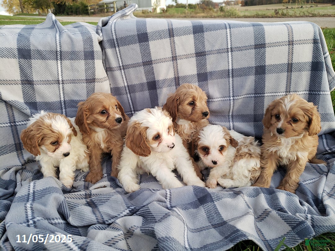 Cavapoo dogs for sale: Cody - Ad 8