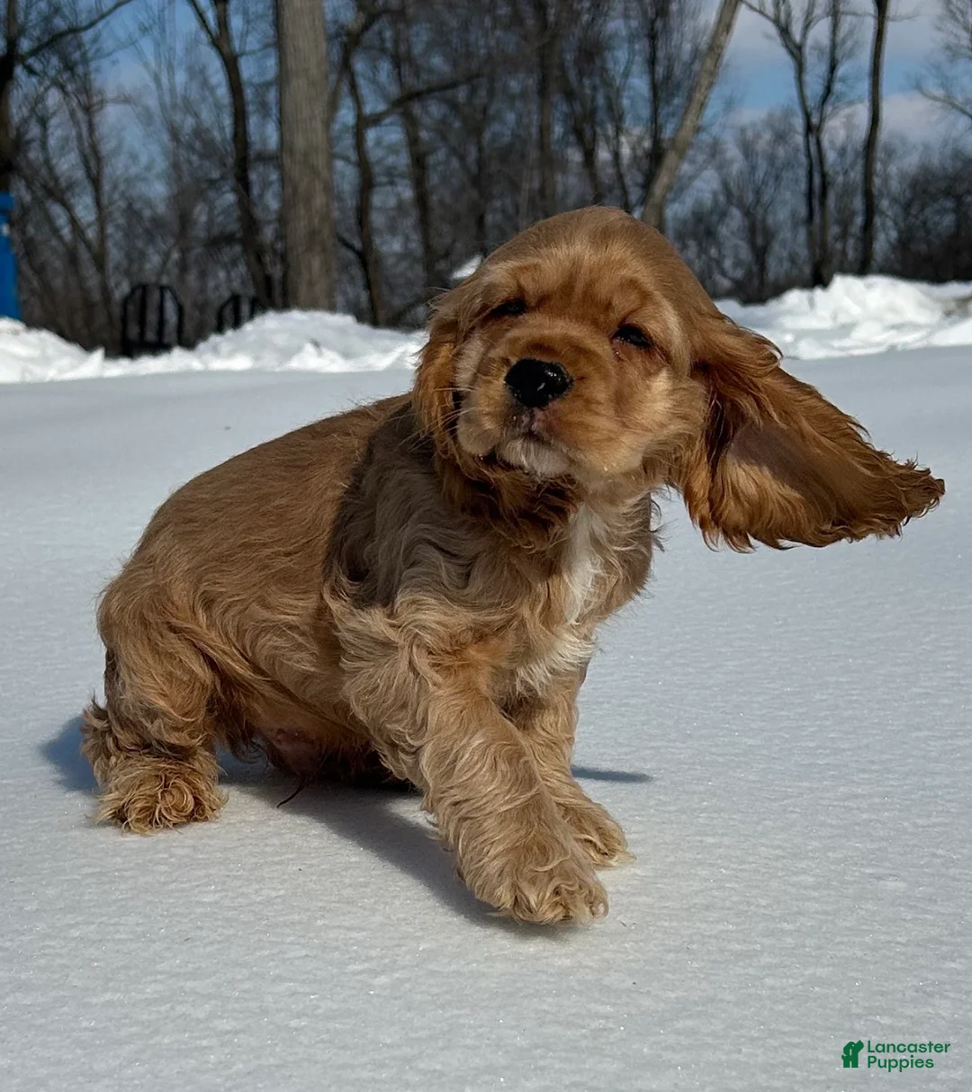 Cocker Spaniel dogs for sale: Austin - Ad 2