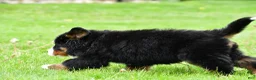 Bernese Mountain Dog dogs for sale: Ranger - Ad 6