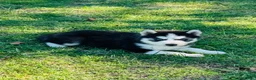 Siberian Husky dogs for sale: Siberian Husky 2 - Ad 3