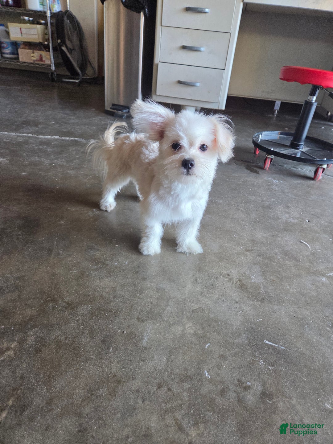 Maltipoo dogs for sale: Kora - Ad 1