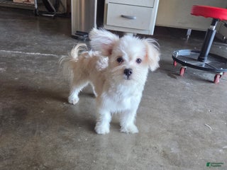 Maltipoo dogs Kora - Ad 19