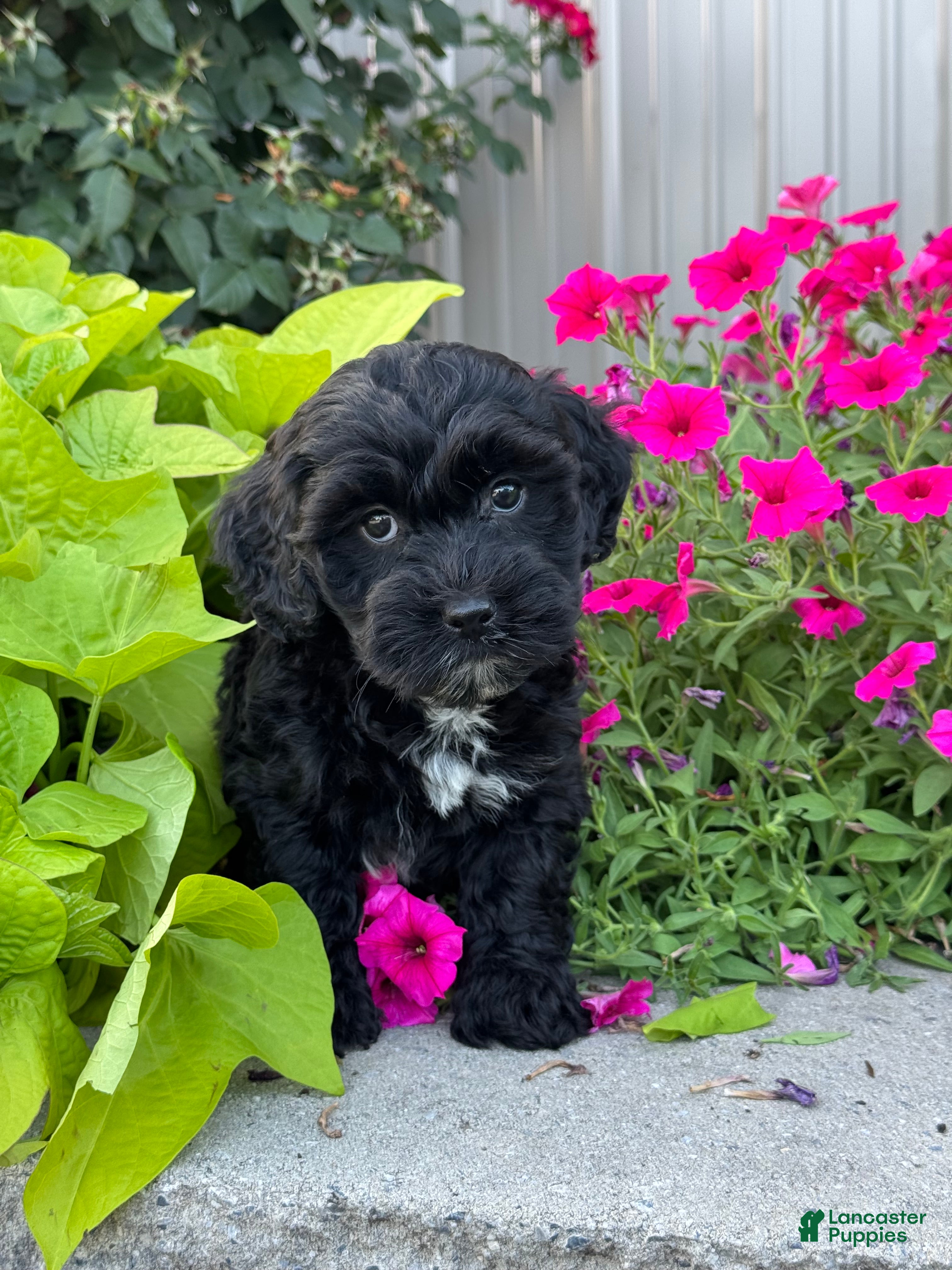 Lhasapoo dogs Abigail - Ad 4