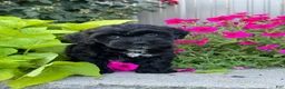 Lhasapoo dogs for sale: Abigail - Ad 1