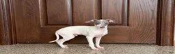 Italian Greyhound dogs for sale: Jace - Ad 3