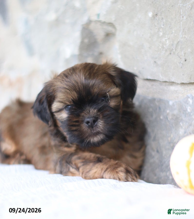 Shih Tzu dogs Peter - Ad 2