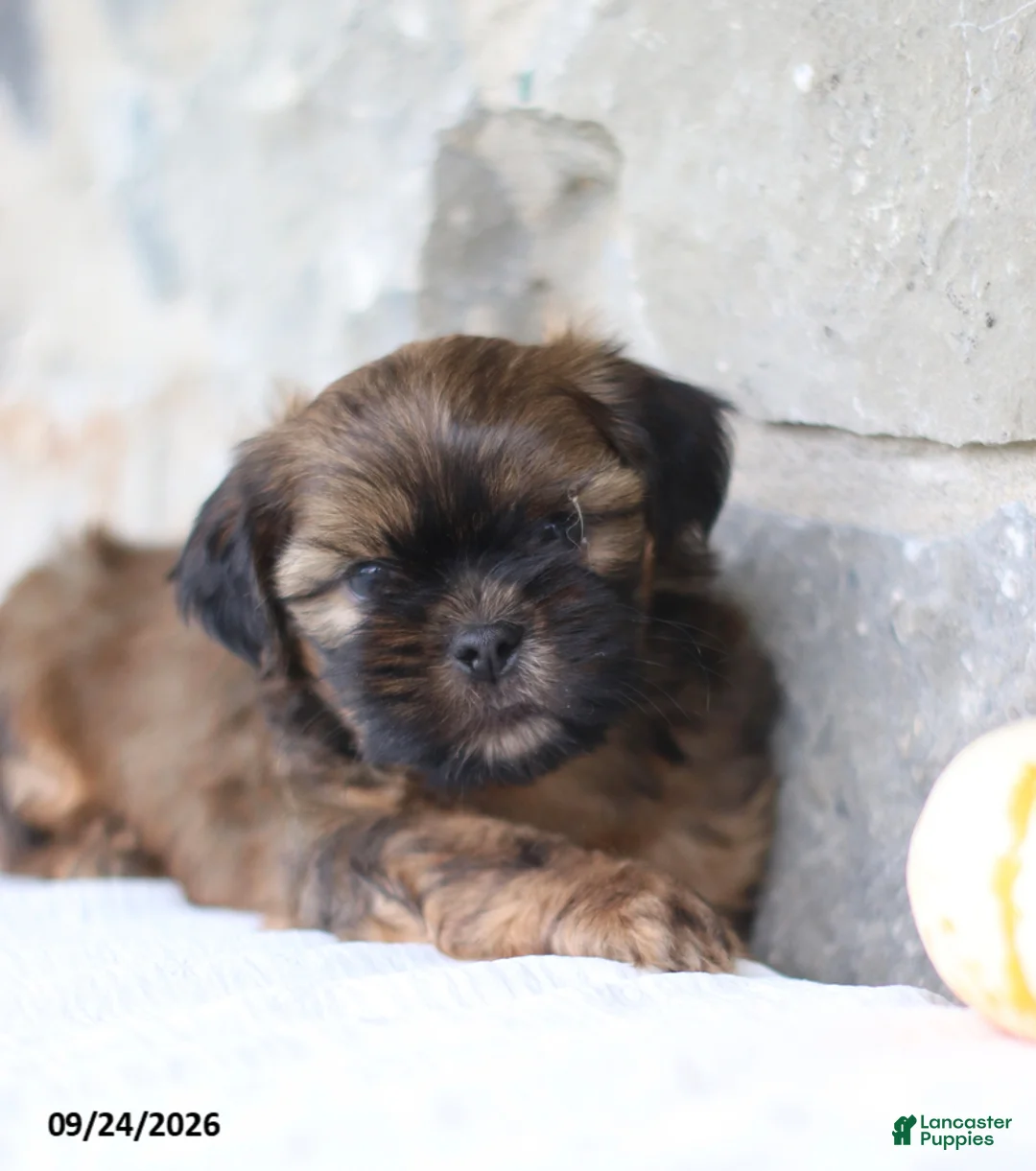 Shih Tzu dogs for sale: Peter - Ad 2