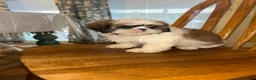 Shih Tzu dogs for sale: Shih Tzu Puppy 1 - Ad 4