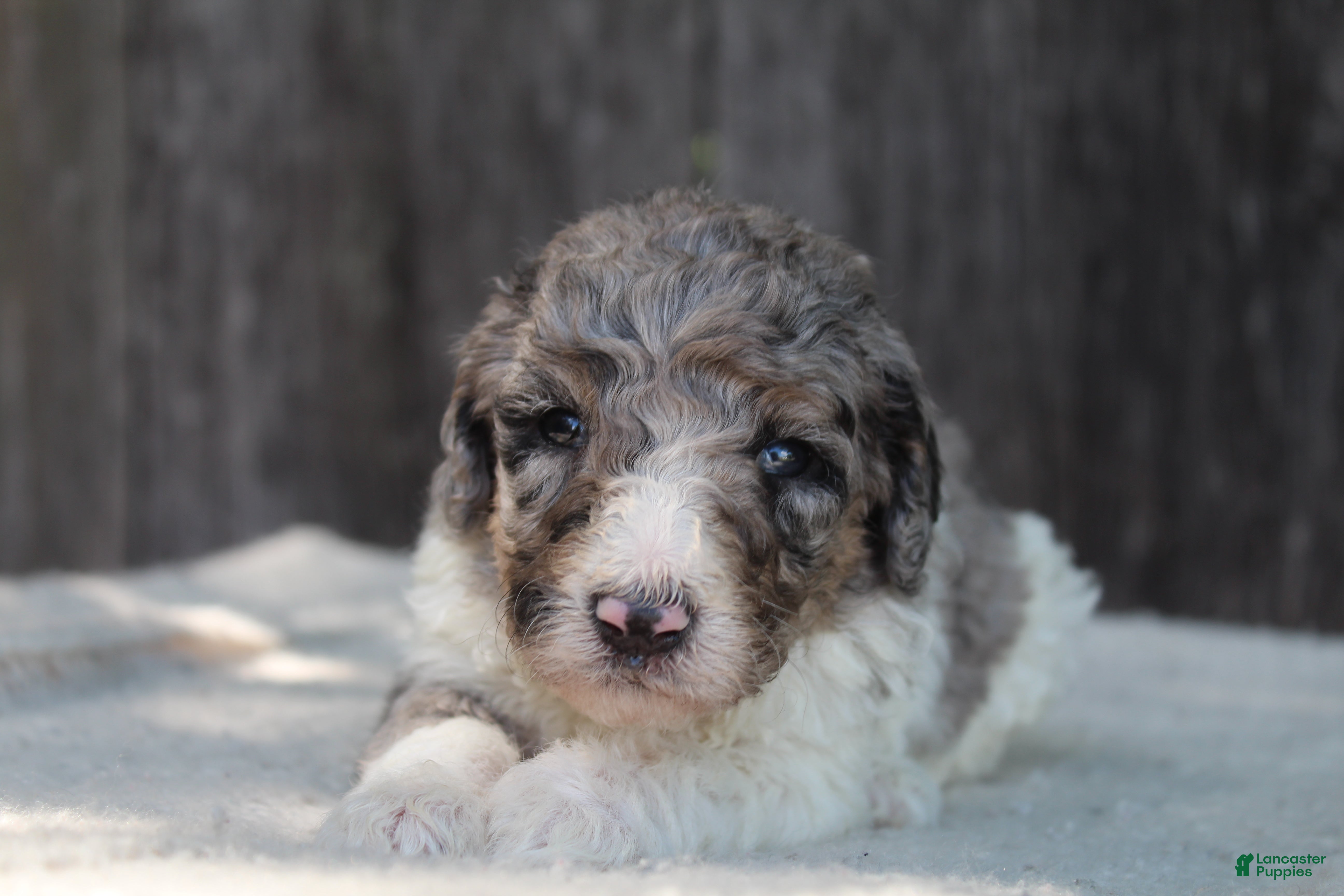 Standard Poodle dogs for sale: Clover AKC standard poodle - Ad 5