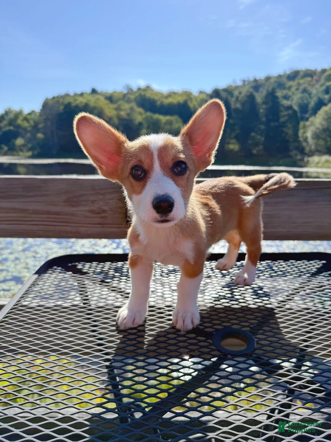 Welsh Corgi Pembroke dogs for sale: 🙏 Rehoming Corgi puppy  - Ad 2
