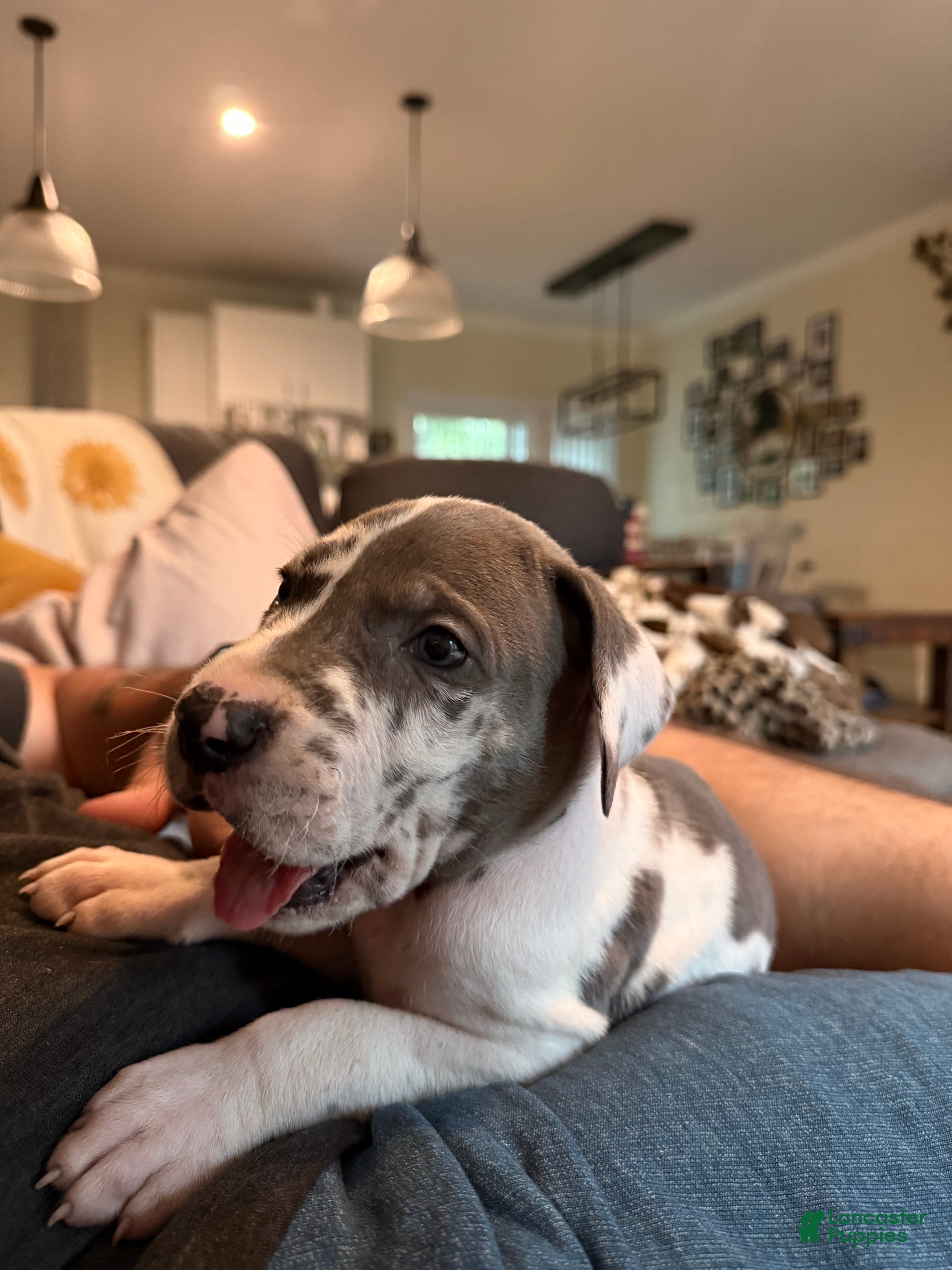 Great Dane dogs Huey Lewis - Ad 2