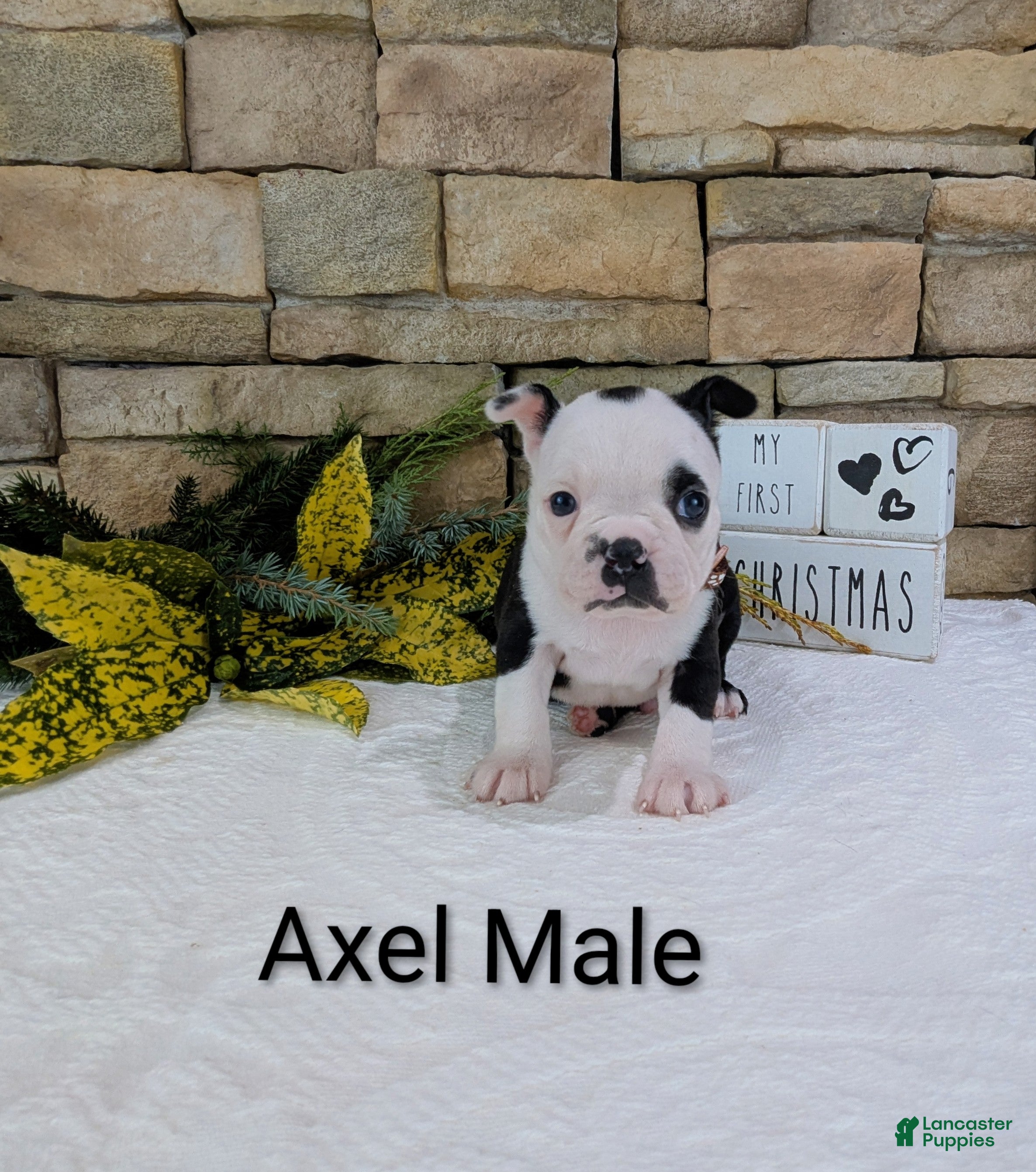 Boston Terrier dogs Boston Terrier - Ad 16