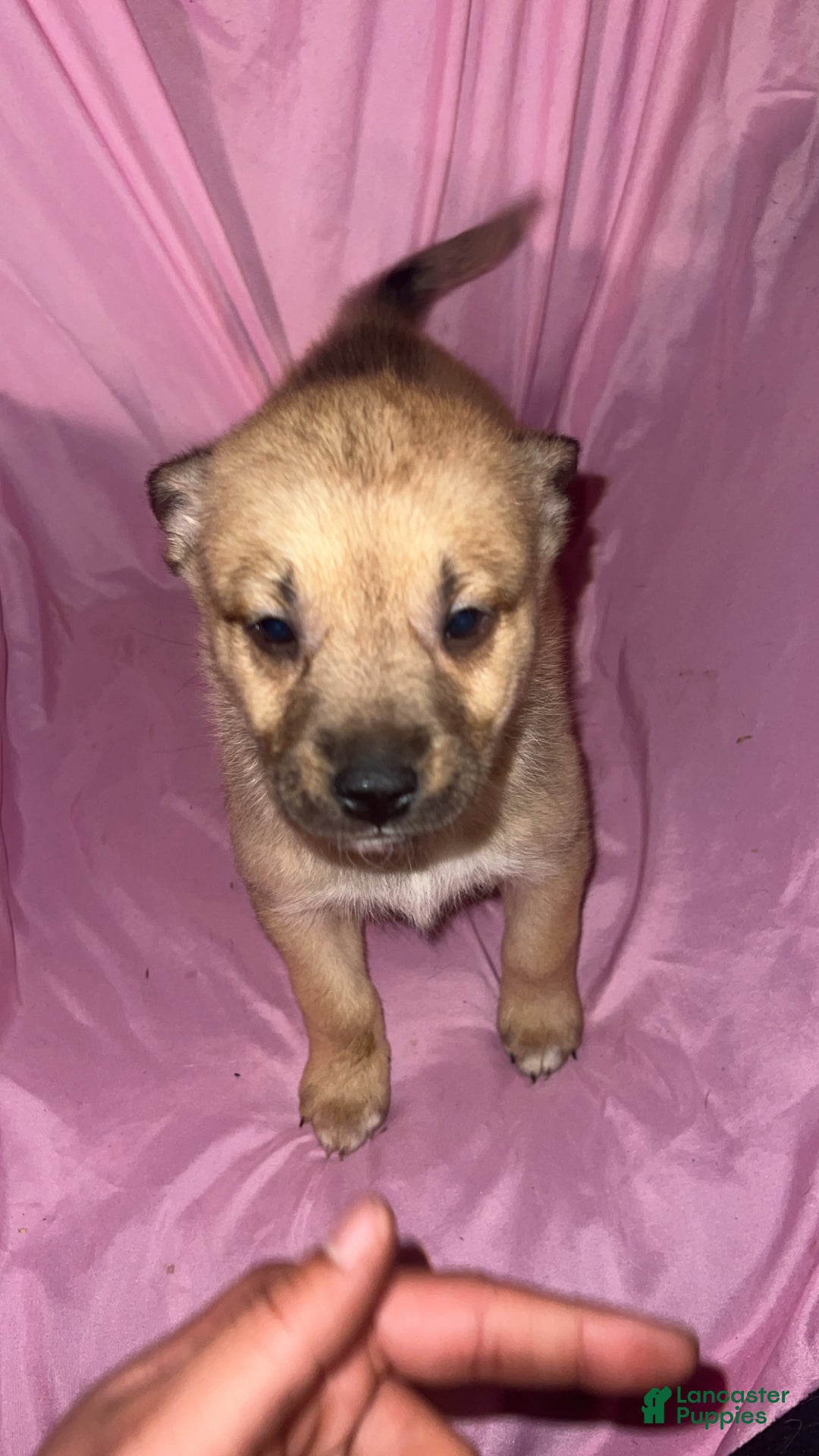 Mixed Breed dogs for sale: Girl 2 - Ad 3