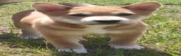 Shiba Inu dogs for sale: Jino - Ad 4