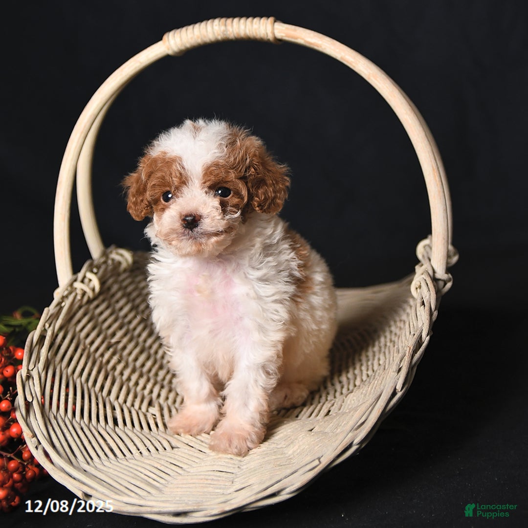 Toy Poodle dogs for sale: Teeny Tiny Echo - Ad 3