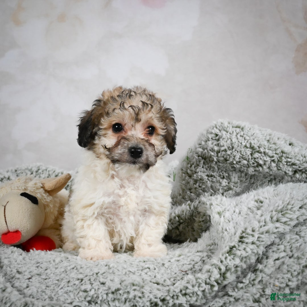 Bichpoo dogs for sale: Brady - Ad 5