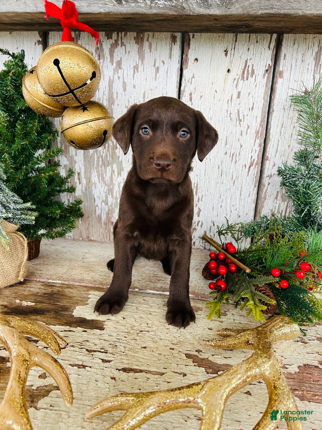 Labrador Retriever dogs for sale: Joy - Ad 2