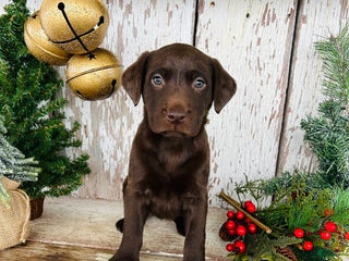 Labrador Retriever dogs Joy - Ad 24