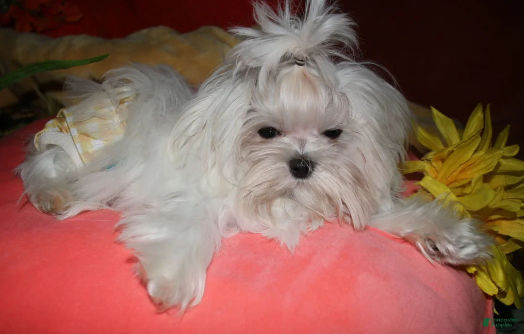 Maltese dogs for sale: Stumpy - Ad 24