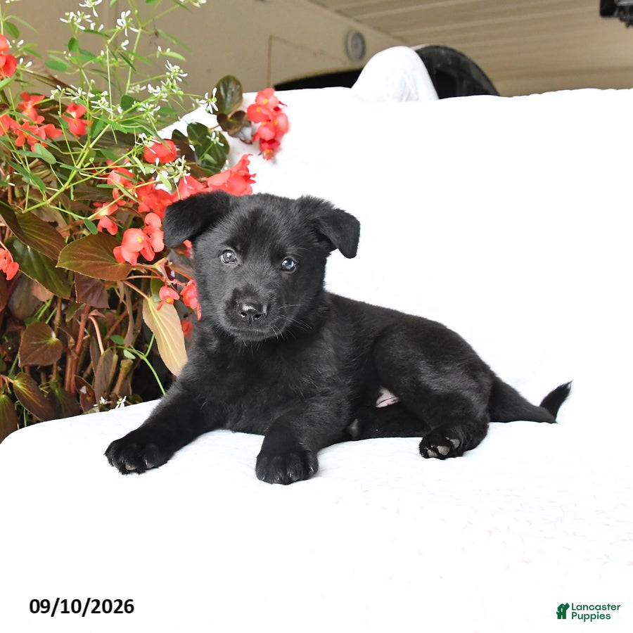 German Shepherd dogs Moose - Ad 1