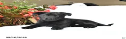 German Shepherd dogs for sale: Moose - Ad 1