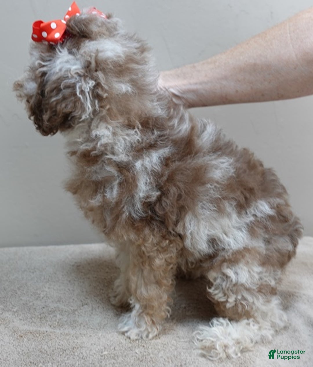 Toy Poodle dogs for sale: iven neutered 12/9/25 - Ad 3