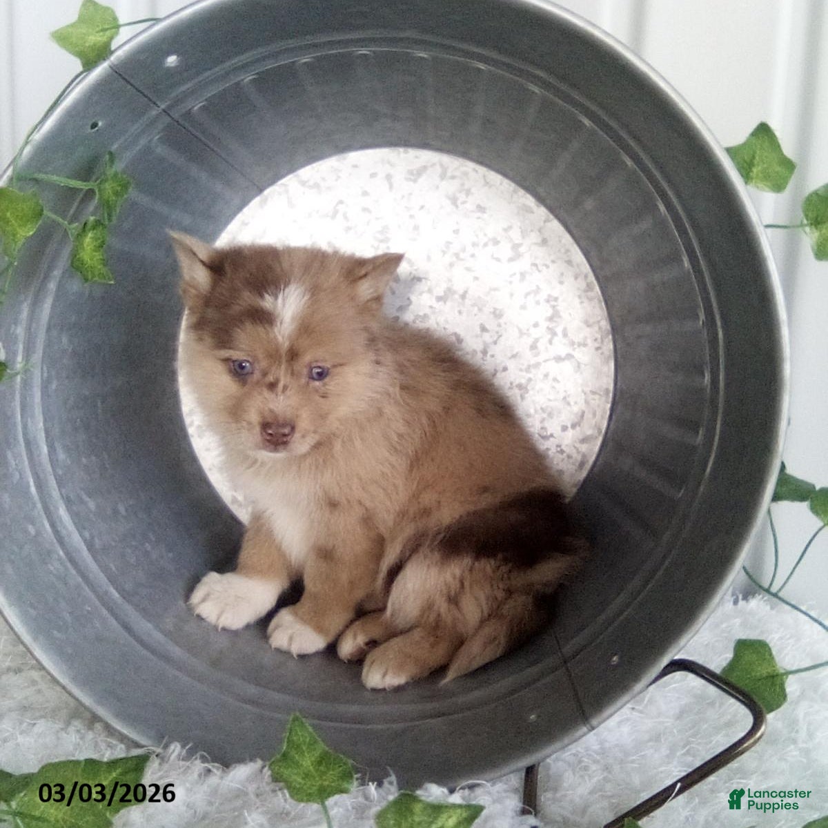 Pomsky dogs Mario - Ad 1