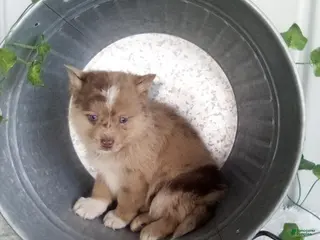 Pomsky dogs for sale: Mario - Ad 4