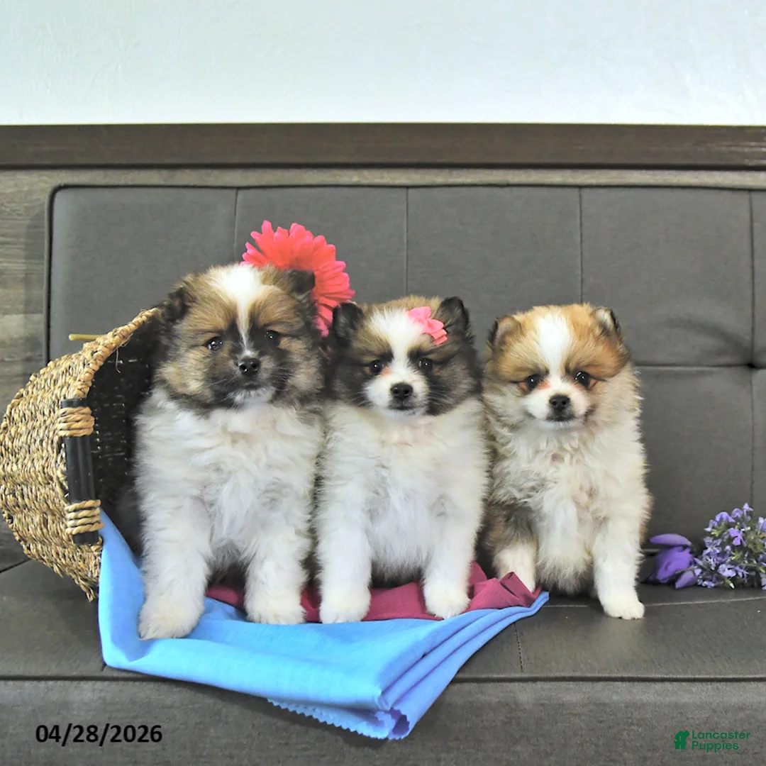 Pomeranian dogs for sale: Tanner - Ad 3
