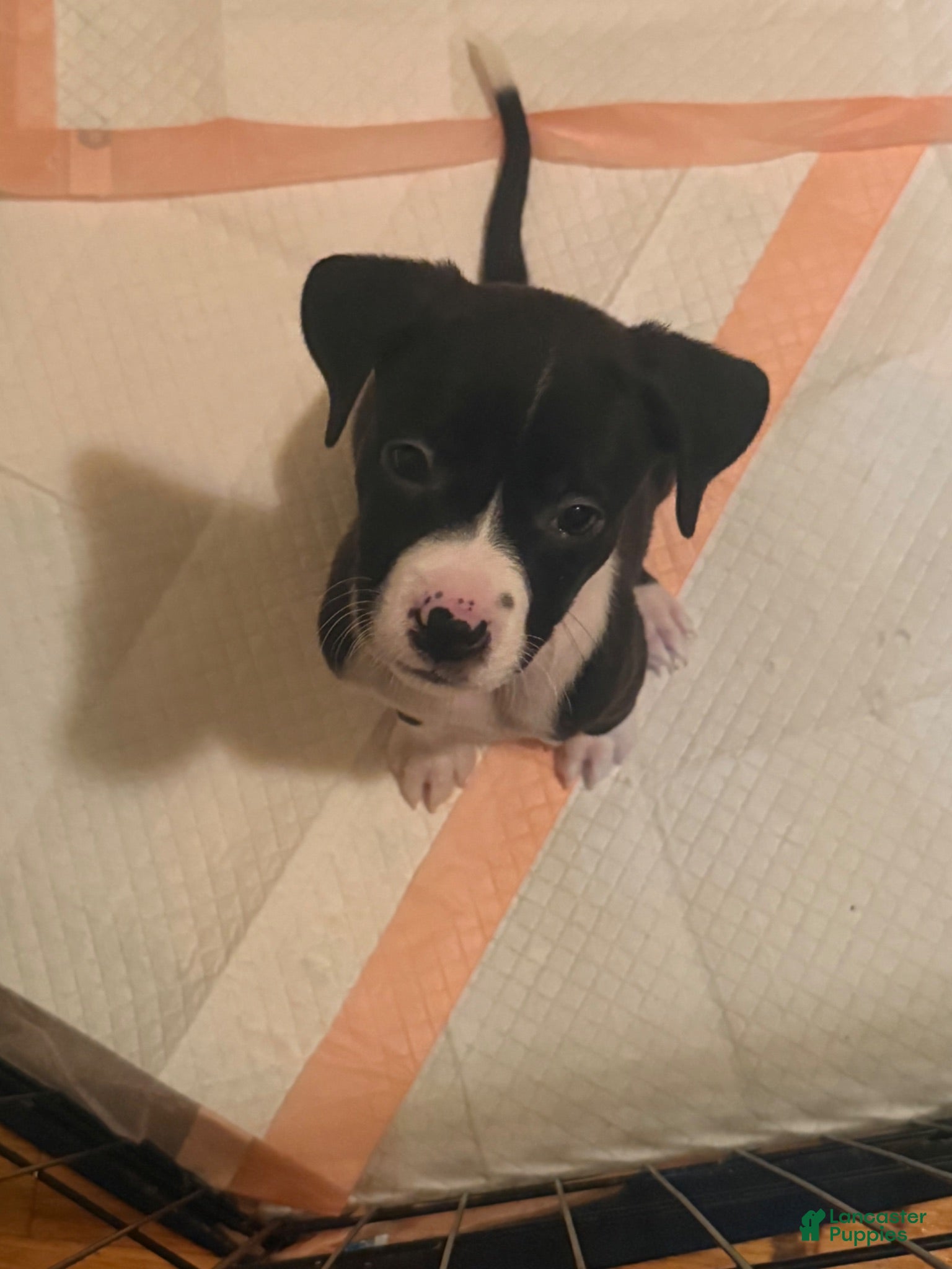 Mixed Breed dogs Mixed Breed 3 - Ad 24