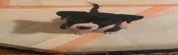 Mixed Breed dogs for sale: Mixed Breed 3 - Ad 1