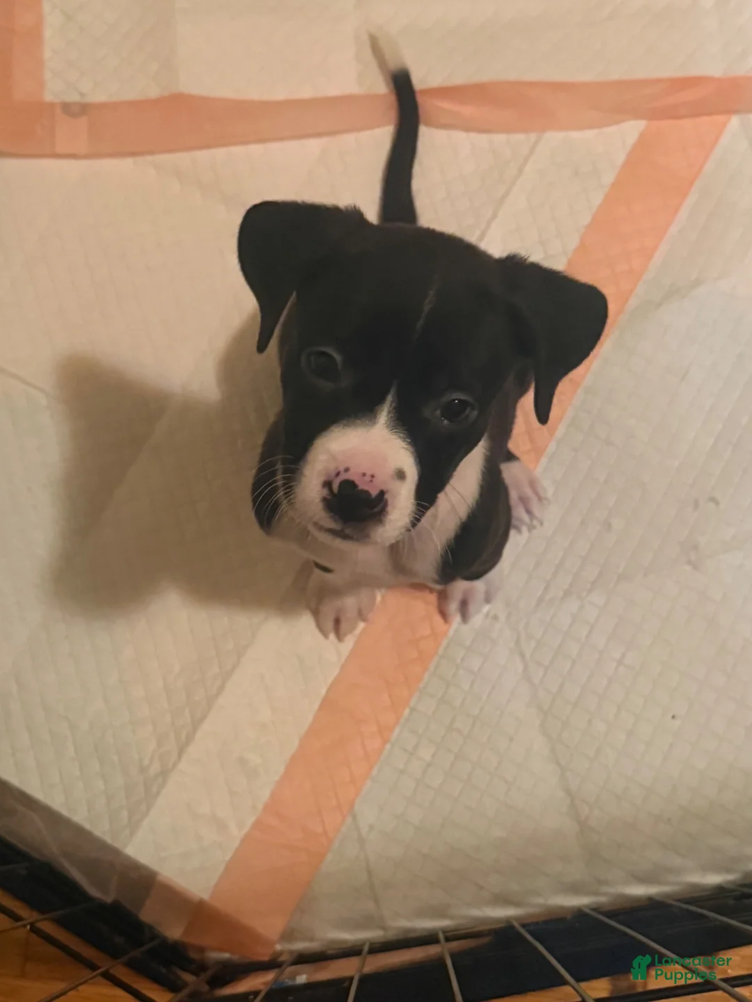 Mixed Breed dogs for sale: Mixed Breed 3 - Ad 1