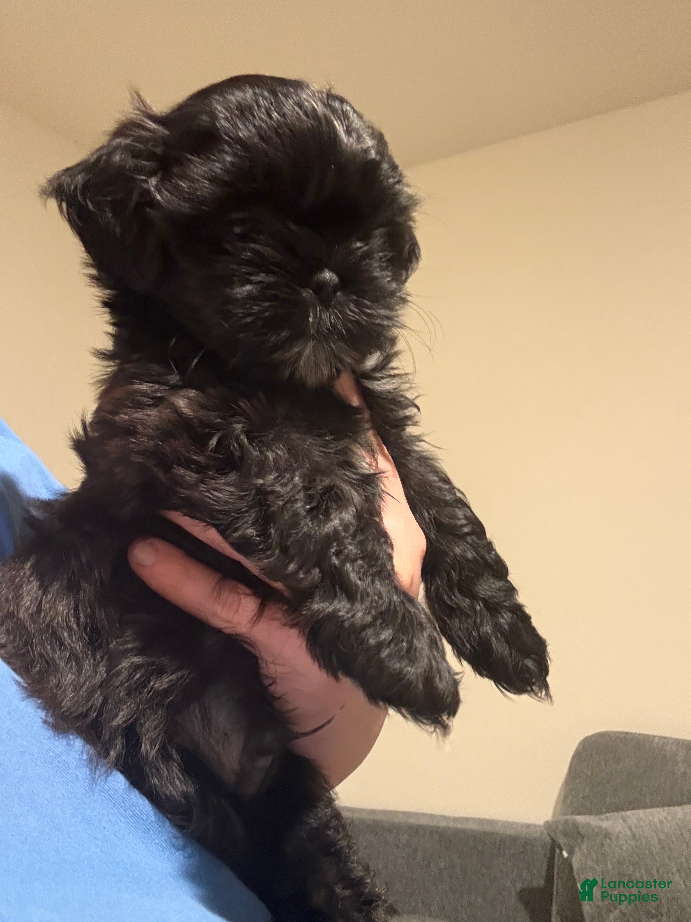 Shih Tzu dogs Shih Tzu Puppy 1 - Ad 2