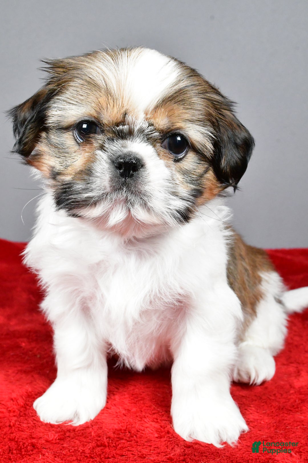 Shih Tzu dogs for sale: Noel - Ad 3