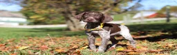 German Shorthaired Pointer dogs for sale: Annie - Ad 5