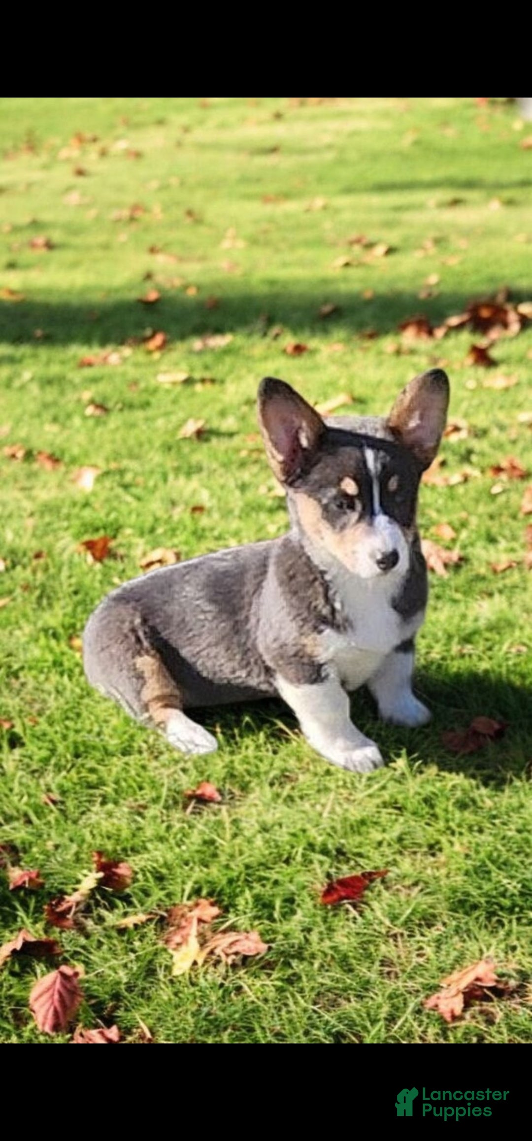Welsh Corgi Pembroke dogs for sale: Alfie bluie  - Ad 30