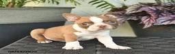 Boston Terrier dogs for sale: West  - Ad 4