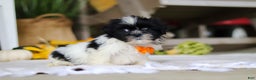 Shih Tzu dogs for sale: Waldo - Ad 3
