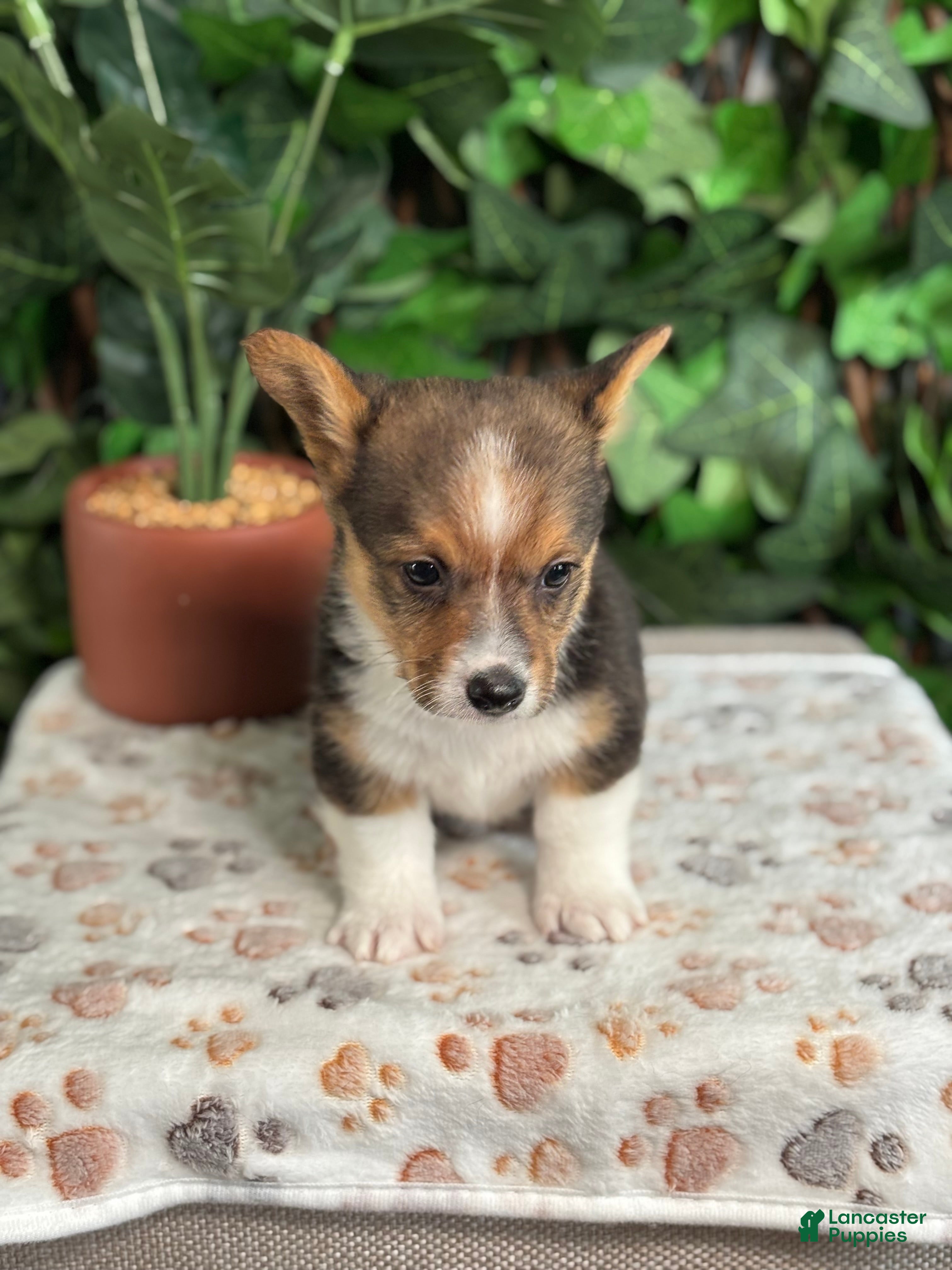 American Corgi dogs Tricolor Male 2 - Ad 1