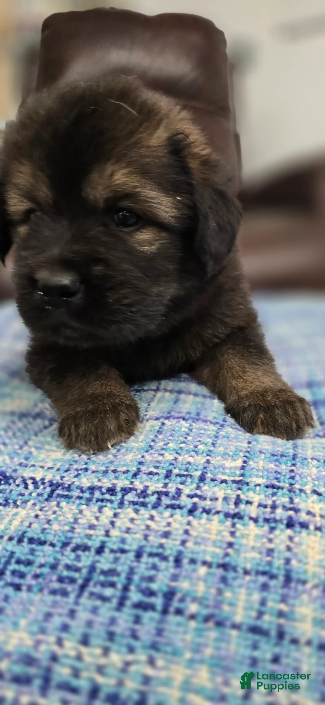 Tibetan Mastiff dogs for sale: Arnold - Ad 3