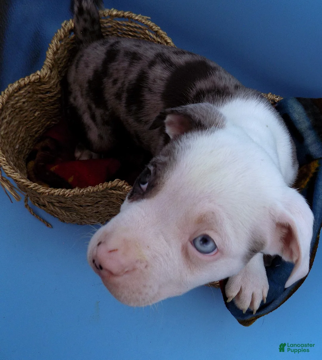 Mixed Breed dogs for sale: Zuko - Ad 8