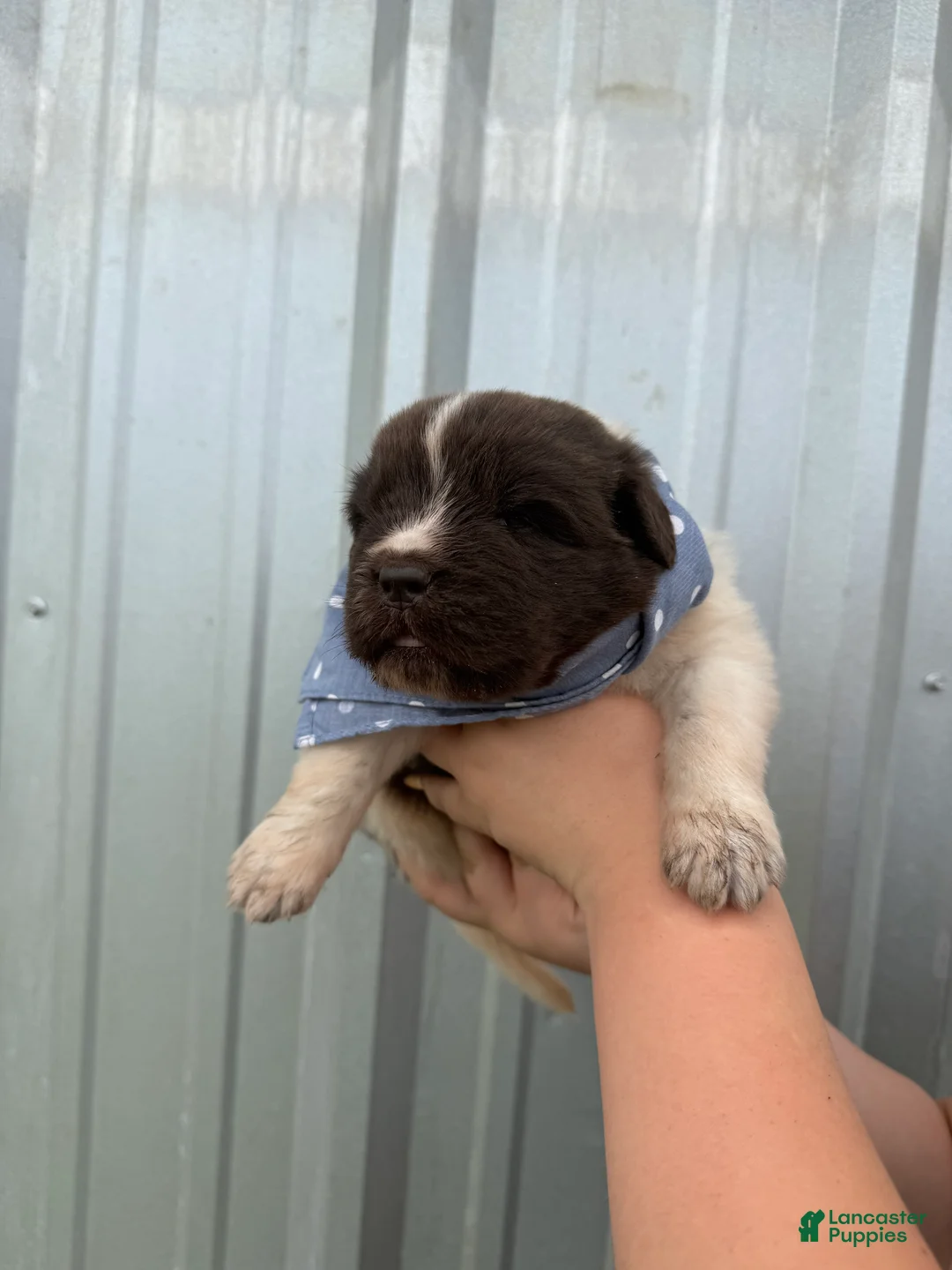 Newfoundland dogs for sale: Newfoundland Blue Female  - Ad 2