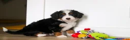Mini Bernedoodle dogs for sale: Rocky - Ad 6