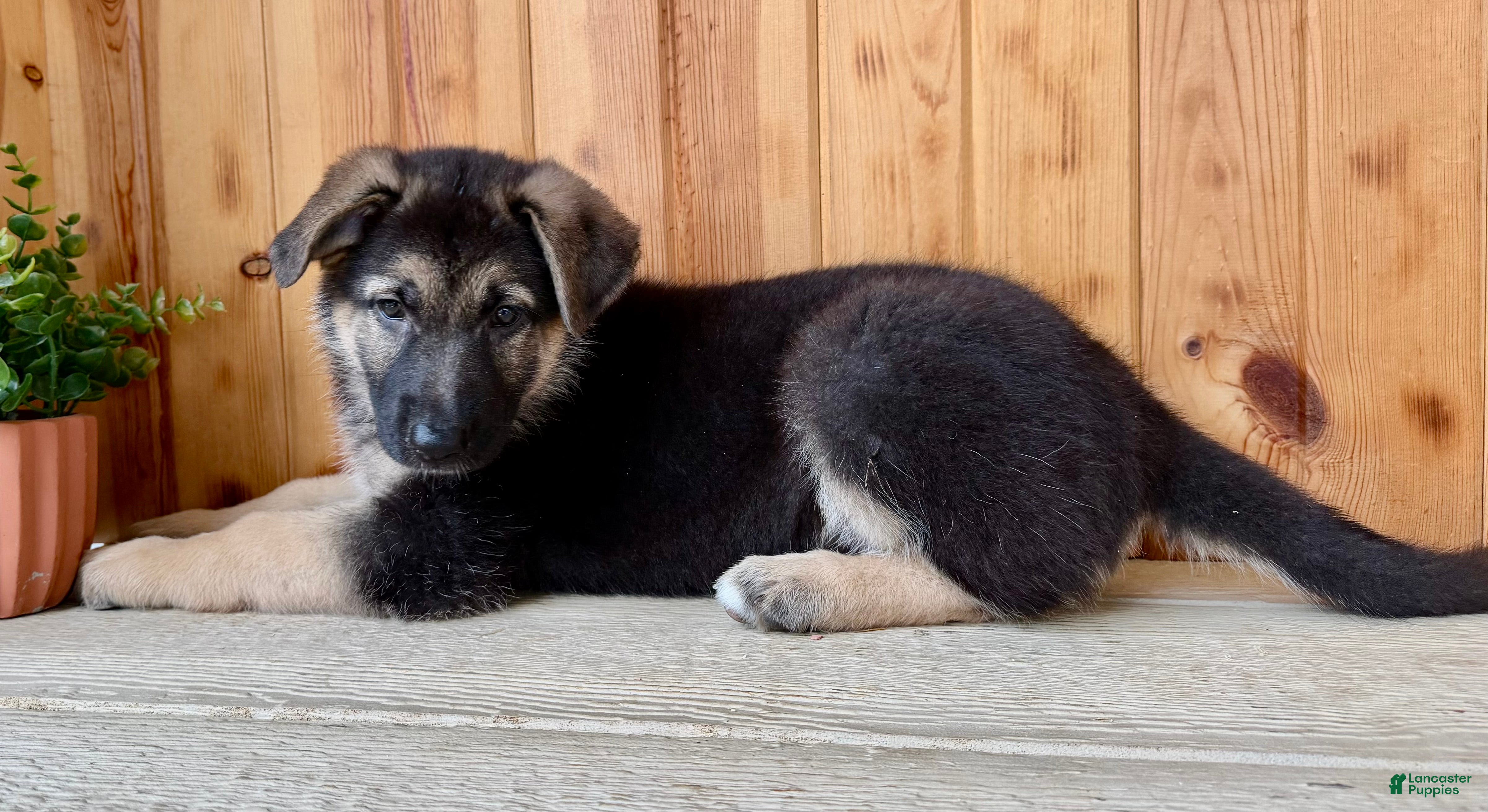German Shepherd dogs Pippa - Ad 1