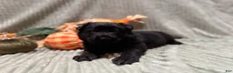 German Shepherd dogs for sale: Duke - Ad 2