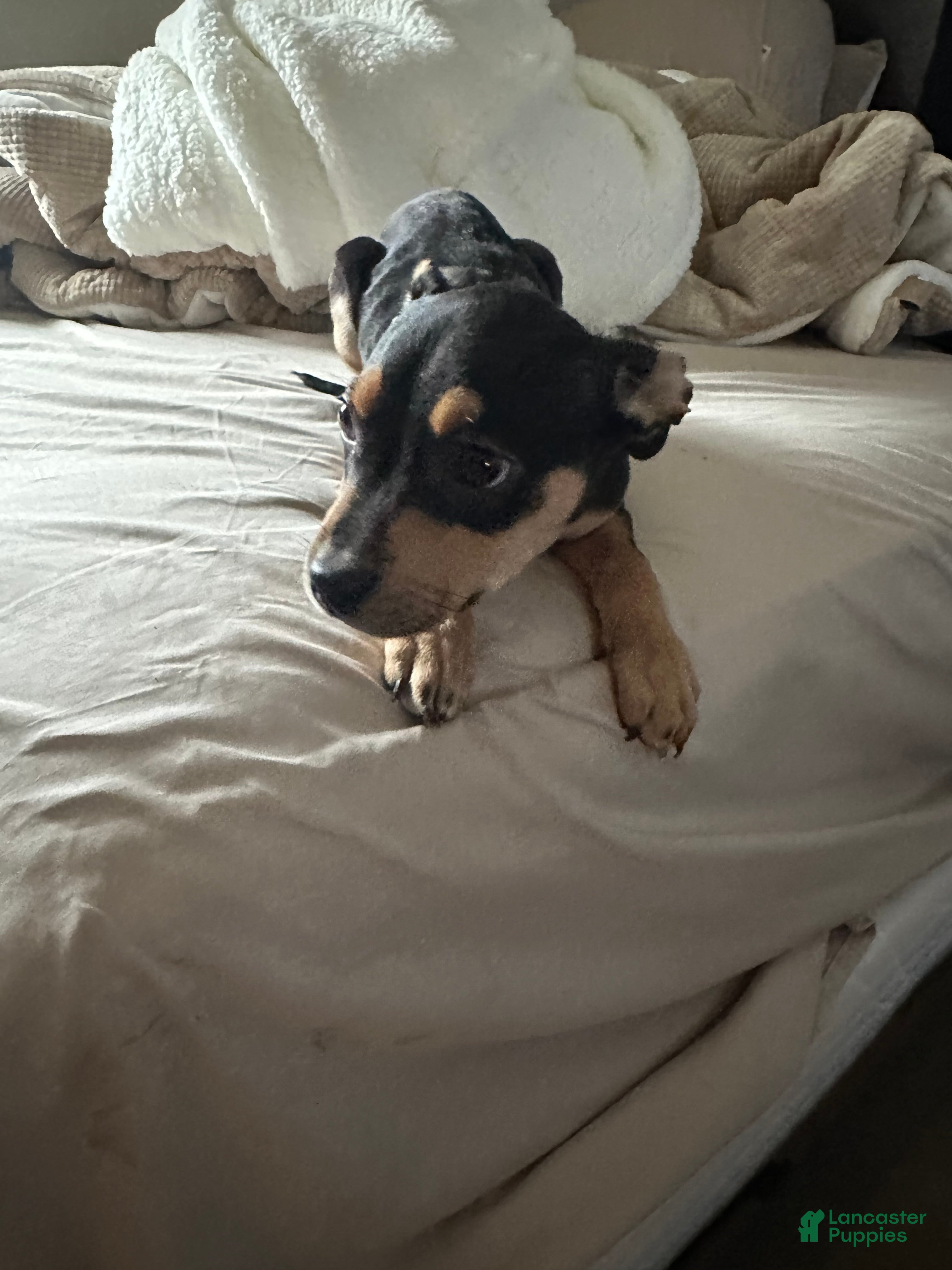 Mixed Breed dogs 🐾 Meet Our Little Beauty with the Unique Brown Mask! 🐶🤎 - Ad 20