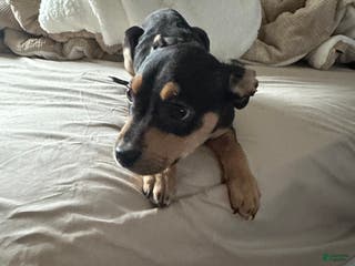 Mixed Breed dogs for sale: 🐾 Meet Our Little Beauty with the Unique Brown Mask! 🐶🤎 - Ad 3